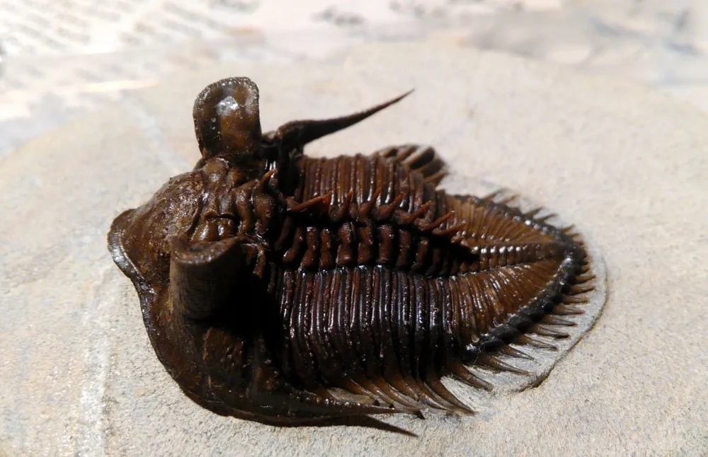 alnif-trilobites--scaled-1000x646 ALNIF ET SA REGION
