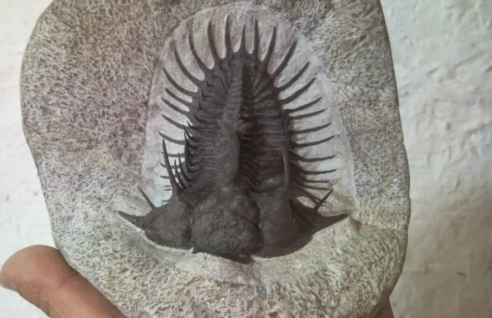 roches-trilobites-1-1000x646 ALNIF ET SA REGION