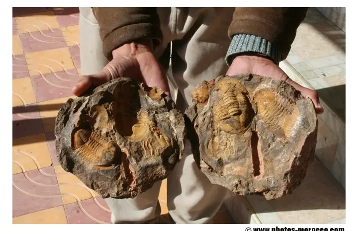 trilobites-fossils-alnif-morocco-720x465 ALNIF ET SA REGION